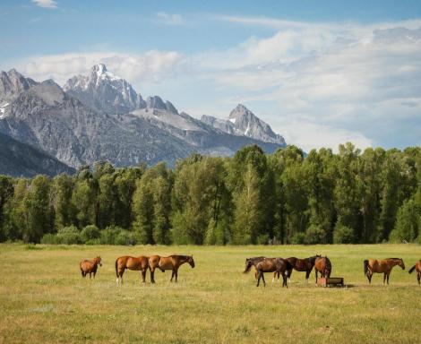 Horses in a grassy pasture